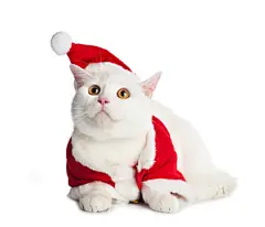 点击来源直接获取大图文件 |White Cat