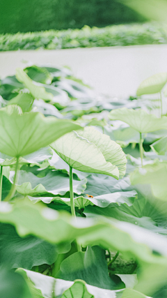 许愿瓶~采集到微信稿 — 节气、节日