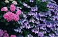 单反花朵摄影―花海 宽屏壁纸 1920x1200(壁纸25)