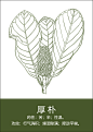 中药材插画