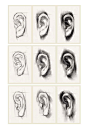 素描耳朵 (18)
