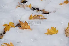 五颜六色的落叶落在雪地上