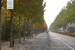 二球悬铃木