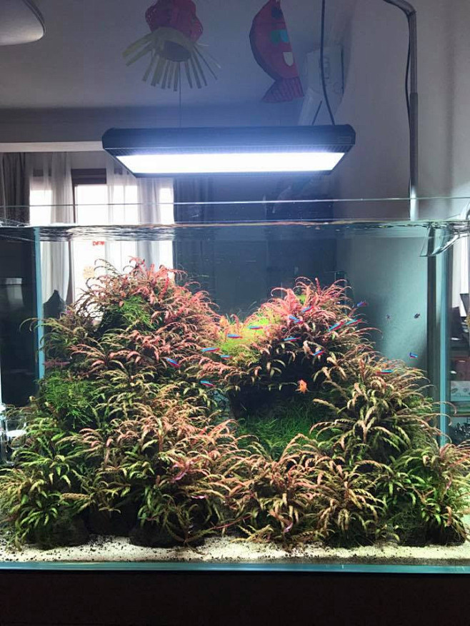 丰收的季节：水草造景（90CM）-80-...