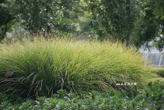 细叶芒miscanthussinensisgracilliums