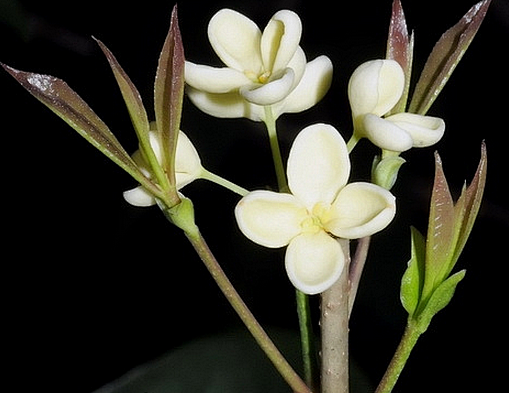 桂花（英文Sweet Olive），木犀...