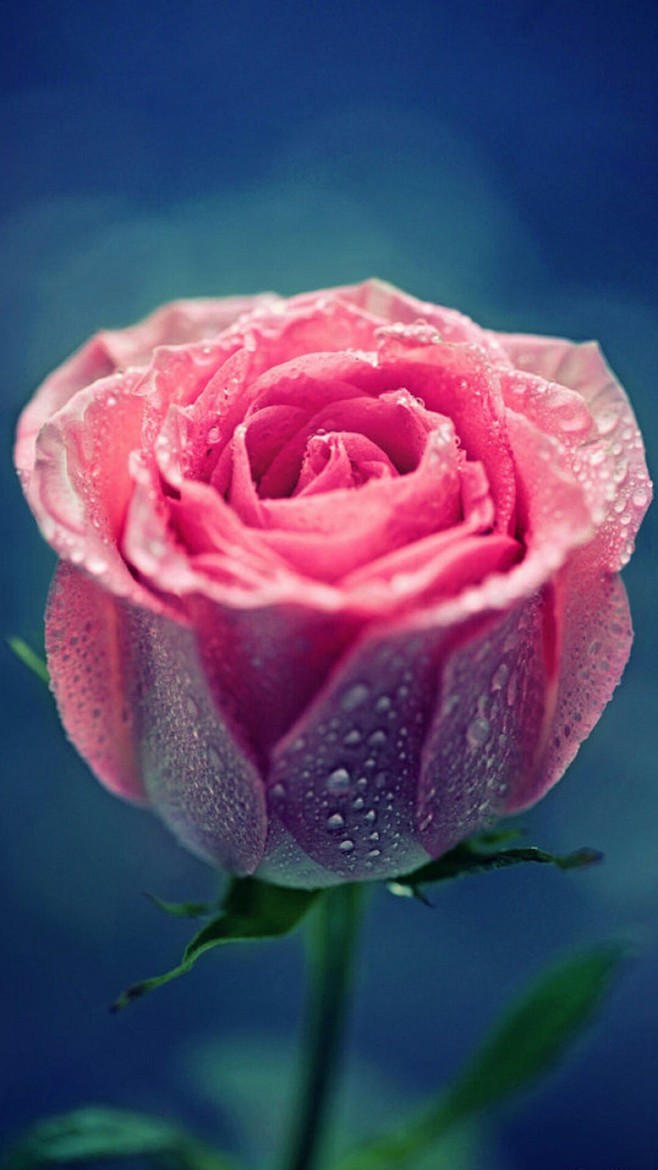 滴水玫瑰
