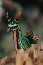 No prizewinner (Nembrotha kubaryana)<br/>  1/60s . f/8.0 . ISO 200 . 60 mm