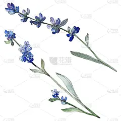 紫色的薰衣草植物花。水彩背景插图集。孤立的薰衣草插画元素。
