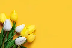 点击来源直接获取大图文件 |用于节日贺卡的春天花朵背景。妇女节。选择性聚焦。水平。顶视图。具有复制空间的背景。