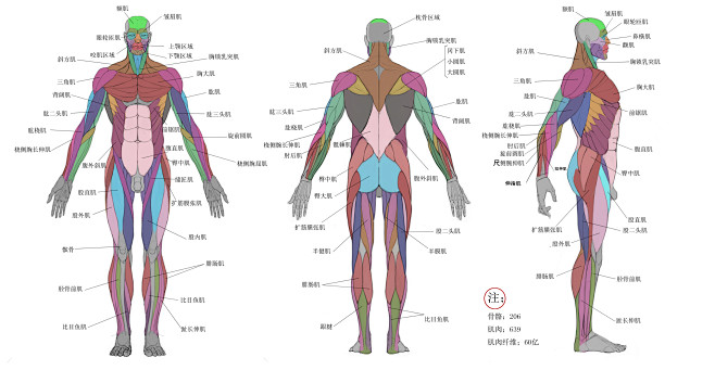 人体肌肉结构