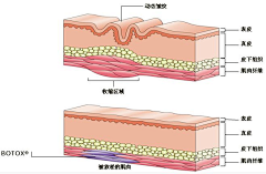 杏红采集到脸部肌肉图