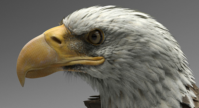 Eagle model, Dmytro ...