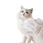 布偶猫-7