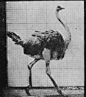 muybridge - ostrich