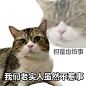 窝囊废表情包：惹到我你算是惹到小猫咪了 - 小红书