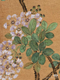 紫薇花