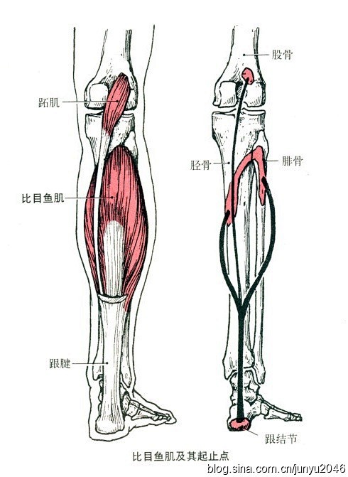 肌肉起止点图示及说明（03）：下肢肌群