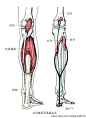 肌肉起止点图示及说明（03）：下肢肌群