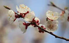 杏花怒放高清宽屏壁纸桌面壁纸1