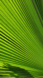 macro photography of green palm leaf