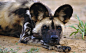 African wild dog resting on the ground