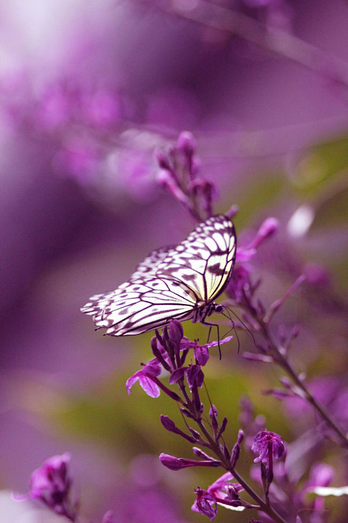 蝴蝶为花醉、花却随风飞、花舞花落泪、花哭...