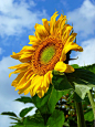Sunflower by Oleksandra Mykhailutsa on 500px