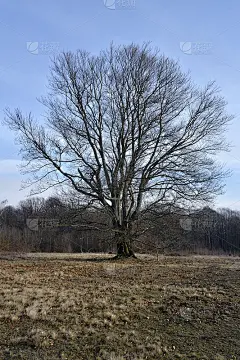 秋色带着一棵落寞的树