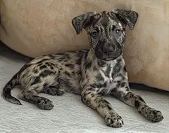 动物插画写真摄影小狗小猫