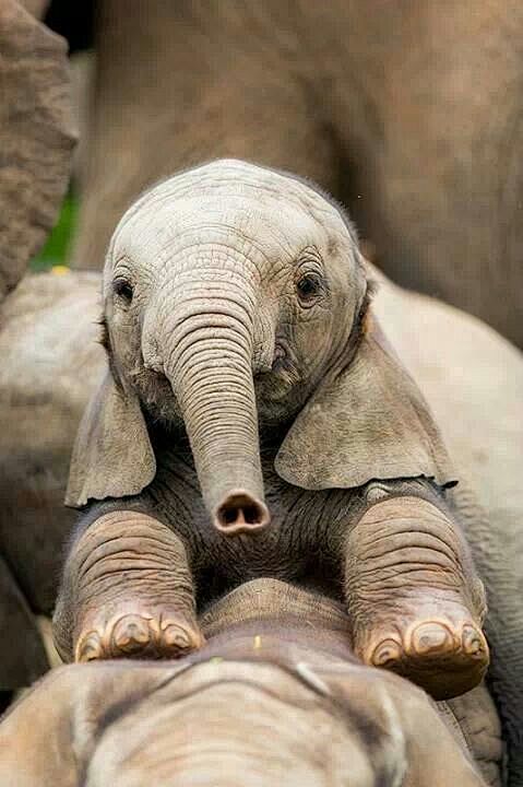 最小的大象图片