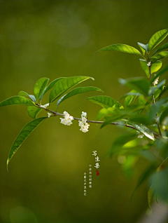 QINZITONQ采集到日历海报