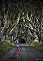 西方童话故事场景︰爱尔兰的黑暗树篱