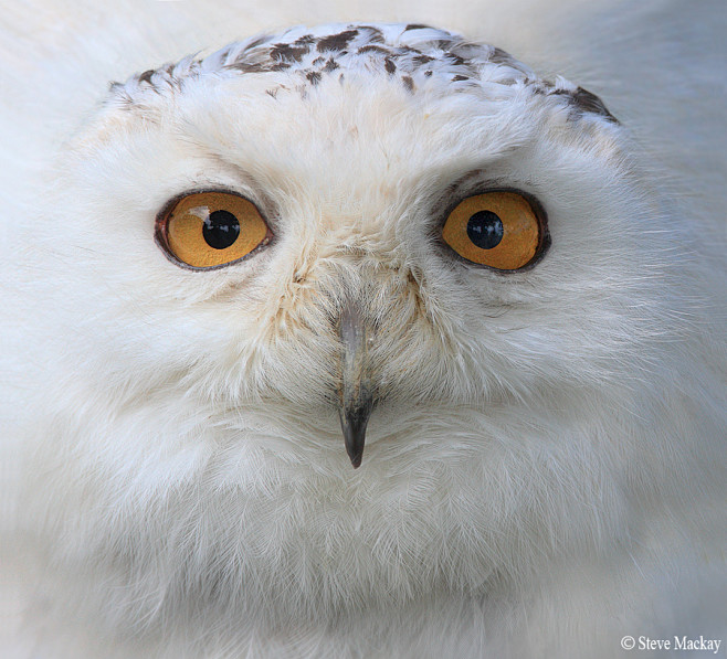 Photograph Snowy Owl...