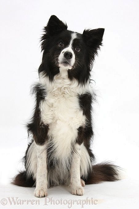 边境牧羊犬
