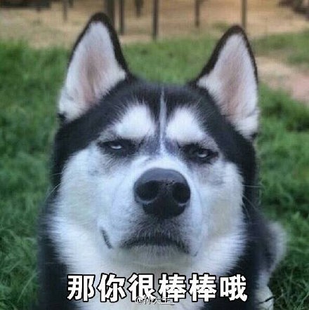 哈士奇能当警犬吗？军事节目《点兵》：易和...