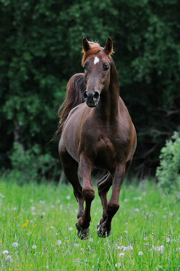 Horse Heaven