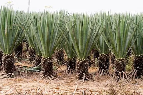 剑麻（学名：Agave sisalana Perr. ex Engelm.）又名菠萝麻，龙舌兰科龙舌兰属，是一种多年生热带硬质叶纤维作物，其 ...