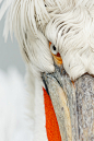 Photograph Intense Pelican by Ben Page on 500px