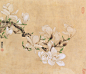 【白玉兰 立轴 设色绢本】拍卖品_图片_价格_鉴赏_绘画_雅昌艺术品拍卖网
