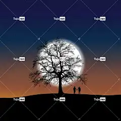 月亮 天空 夜晚 夜空 日落 树木 自然
