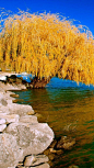 ✯ Willow Tree