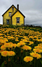 Abandoned Yellow House in Nova Scotia. Photo by Matt Madden & Kim Vallis. [12001920].