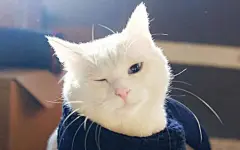 电脑桌面壁纸_百度图片搜索