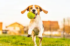 点击来源直接获取大图文件 |Beagle dog runs in garden towards the camera with green ball.