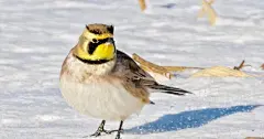 吸啾 早～今天来介绍一种有点滑稽萌的小可爱：horned lark 角百灵～头上翘起的小犄角其实只是两撮毛，正面看奶凶的很。生息于高海拔的寒冷平原及荒漠，在全球分布很广。图中这些都是雄鸟，雌鸟是没有角角的。 ​​​​