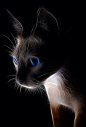 Cat fractal photo | Siamese cats, my addiction