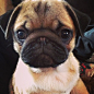 Perfect baby pug face