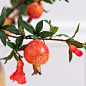 This may contain: pomegranates are hanging from a tree branch with green leaves and red flowers