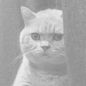 求给大佬递茶的那张点开就变的图片_steam吧_百度贴吧